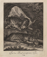 KG 01074
          <br/>
          Entwurf einiger Thiere. Zweyter Theil. (20 bladen)
          <br/>
          <em>Ridinger, Johann Elias (1698-1767)</em>